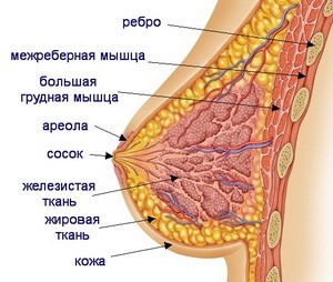 Строение грудной железы