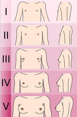 Стадии роста груди