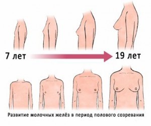 Стадии роста груди
